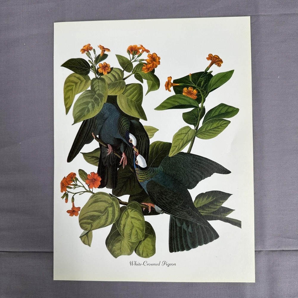 1950 Vintage Print White Crowned Pigeon American Bird  Art Illustration Audubon